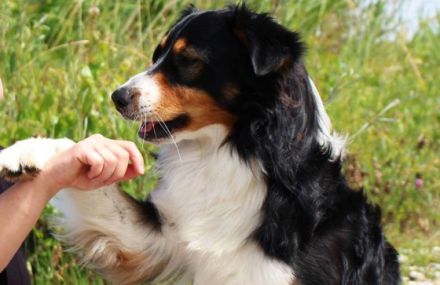 Der Fellnasentreff - Ihre Hundeschule in Kirchdorf