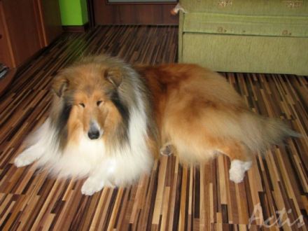 Multi Ch.GOLDEN LIPPY vom Rhododendronwaldchen