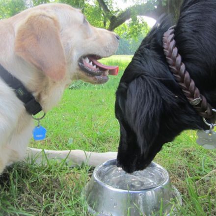 Tierpension Maren Jahn