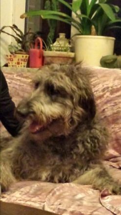 Tierpension Maren Jahn