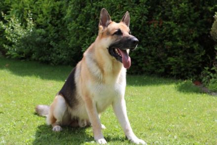 Rampersad's Heinrich