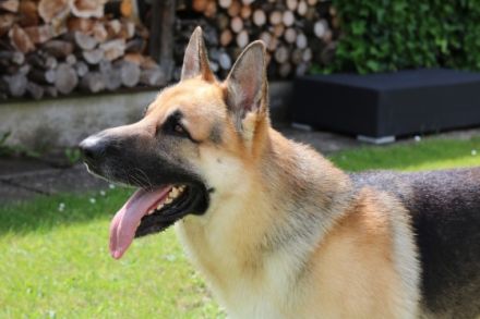 Rampersad's Heinrich