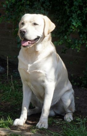 Ernie von der Niersaue