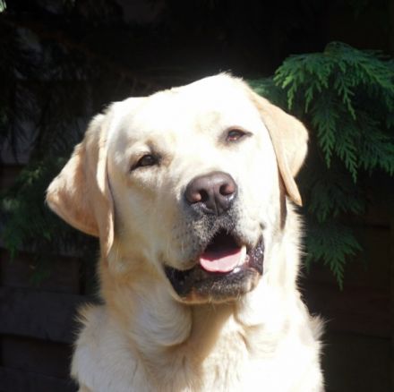 Ernie von der Niersaue