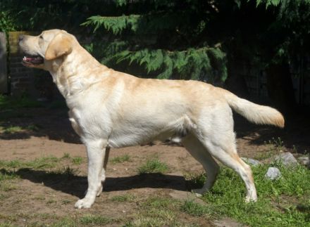 Ernie von der Niersaue