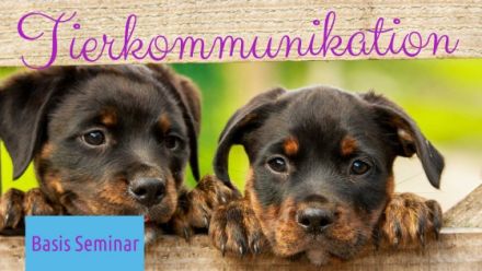 Tierkommunikation Basis Kurs - Andrea Schädel