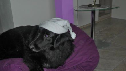 in der Hundeschule Vademecum Canis