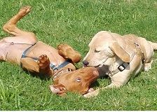 Hundeschule Vademecum Canis