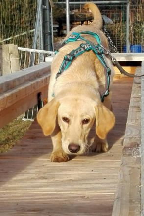 Hundeschule Vademecum Canis