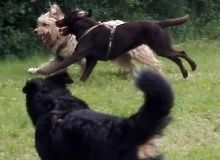 Hundeschule Vademecum Canis