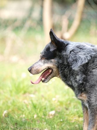 Mobile Tierheilpraxis Natur.Heil.Kraft. Jeanette Pacher