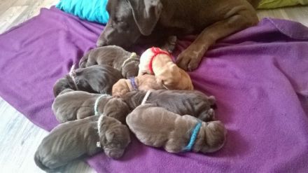 von der Prinzenschmiede