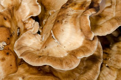 Tierheilpraxis Maluba