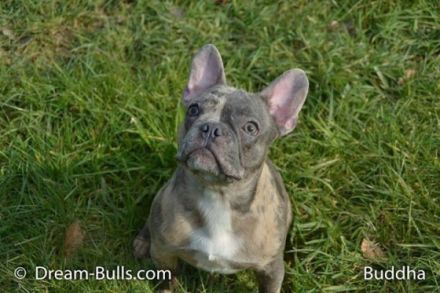 Buddha von Dream-Bulls