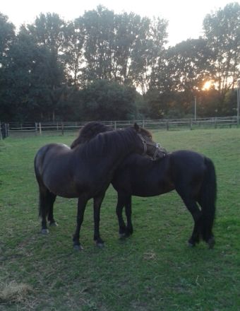 Tierheilpraxis Mirja Meyer-Reiling