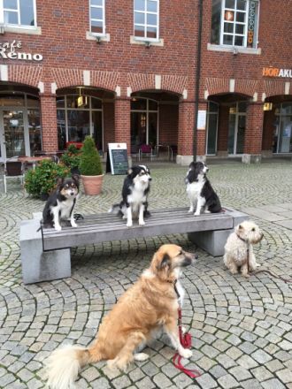 Treemountains Hundeschule Nottuln Dülmen Coesfeld