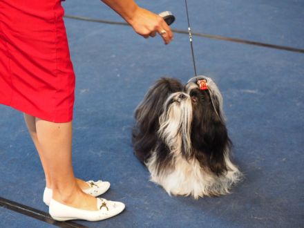 Loka Samsara hat Welpen frei