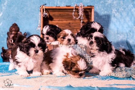 Loka Samsara Shih Tzu