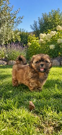 Loka Samsara Shih Tzu