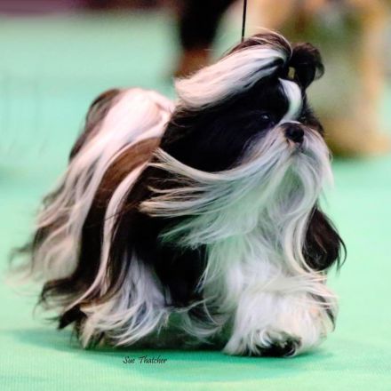 Loka Samsara Shih Tzu