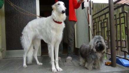 Mars vom Zarskoje Selo