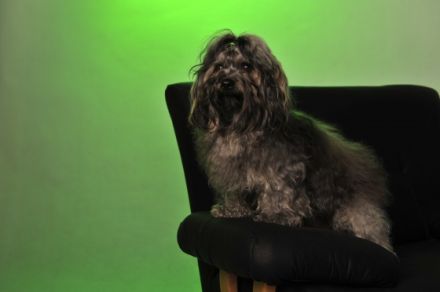 Mars vom Zarskoje Selo