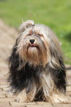 von den Fuldataler Rabauken