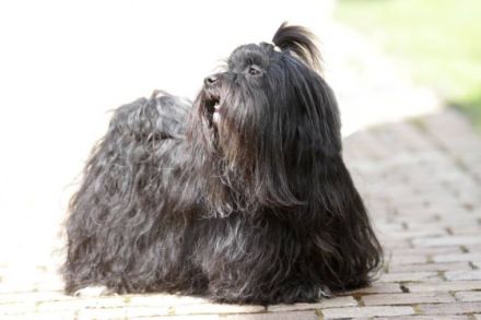 von den Fuldataler Rabauken