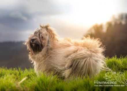 von den Fuldataler Rabauken