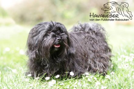 von den Fuldataler Rabauken