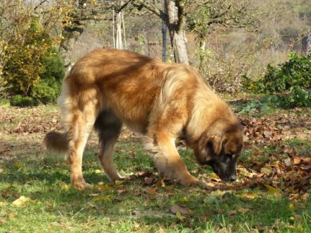 Löwe vom Saalbachtal