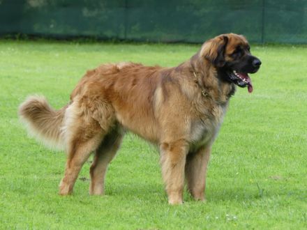 Löwe vom Saalbachtal