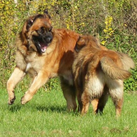 Löwe vom Saalbachtal