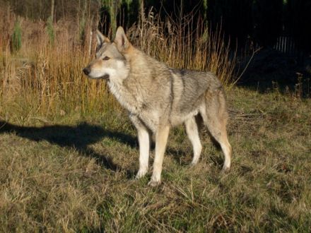 Z Granitowego Wzgórza