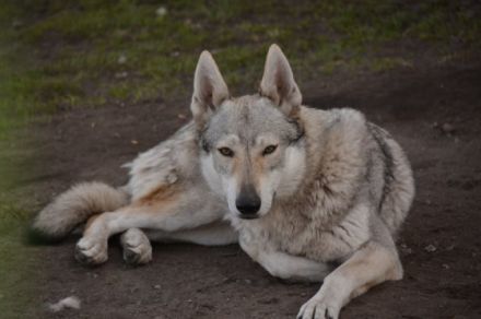 Z Granitowego Wzgórza