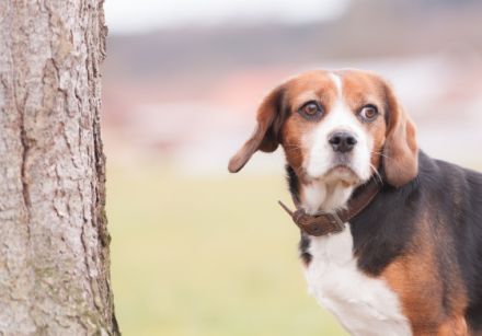 GoodDogs - Für Menschen mit Hund