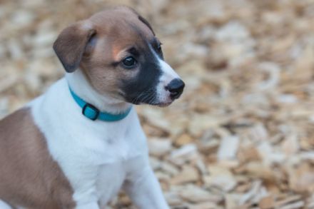 of blue line franconia´s