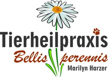 Tierheilpraxis Bellis perennis