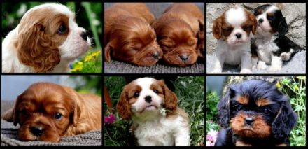 vom Erlenbacher Hemmerich