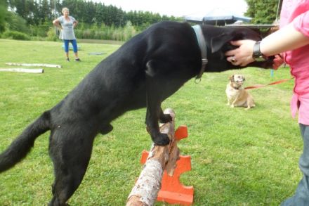 Mobile Tierheilpraxis