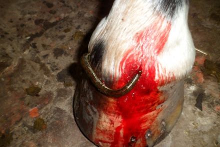 Mobile Tierheilpraxis