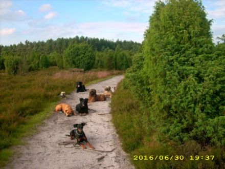 einMensch+einHund=einTeam