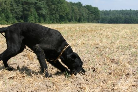 einMensch+einHund=einTeam