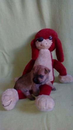 Colour of Autumnwood