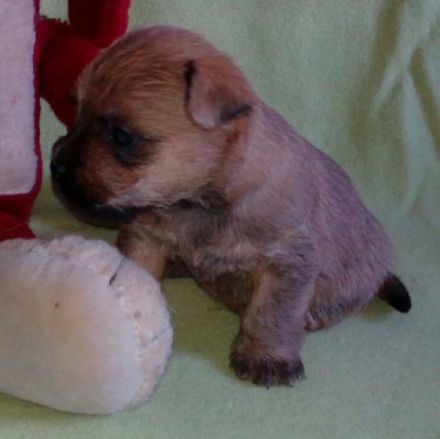 Colour of Autumnwood