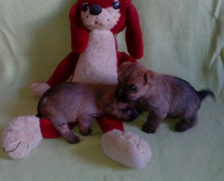 Colour of Autumnwood