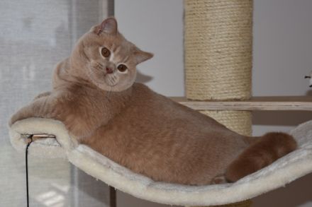 Angelot Jr. von Schnurrpidu