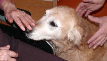 Therapiehunde Ausbildung (m/w/d)