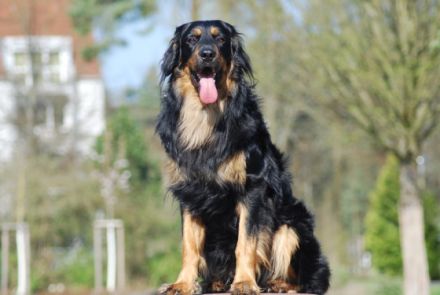 Cézar z Rajskeho kopce