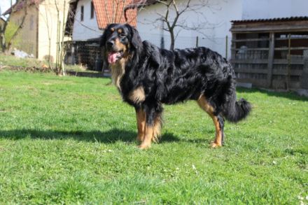 Cézar z Rajskeho kopce